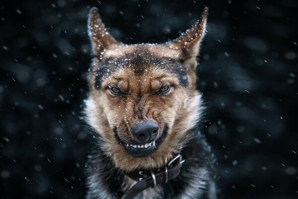 Un chien en colère veut mordre quelqu un qu il n aime pas.