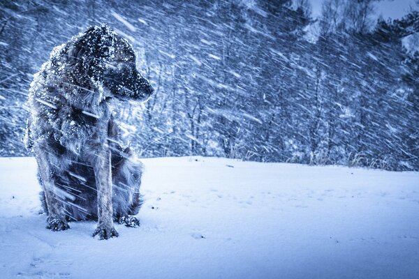 Chien sur fond de Blizzard d hiver