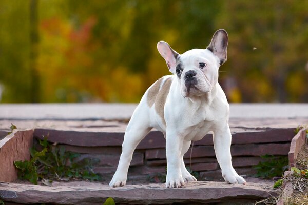 Triste regard amical du chien