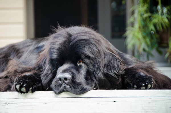 Chien noir plongeur-terre-neuve