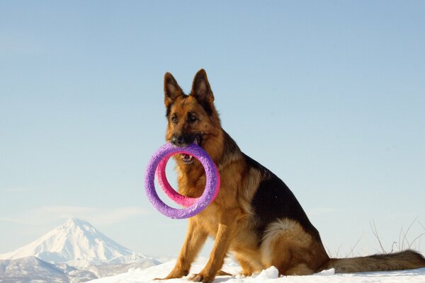 Berger sur la neige tient dans les dents des jouets