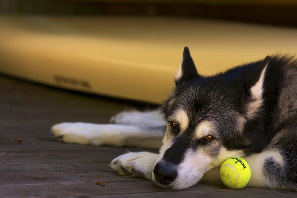 Chien à côté de la balle