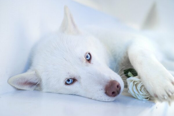 Un Husky blanc tient une rose dans ses pattes