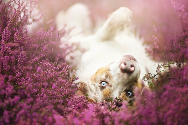 Sabaka aux yeux bleus