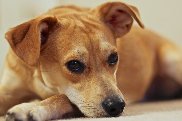 Rousse à poil lisse chien se trouve