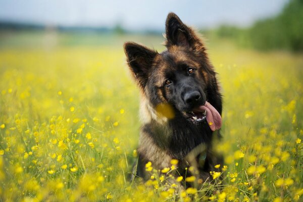 Beau regard de chien sur un ami