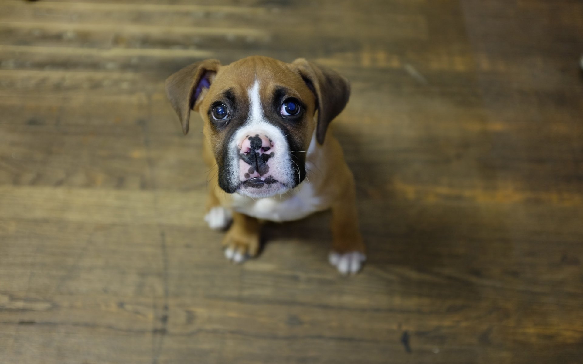 chien chiot regard