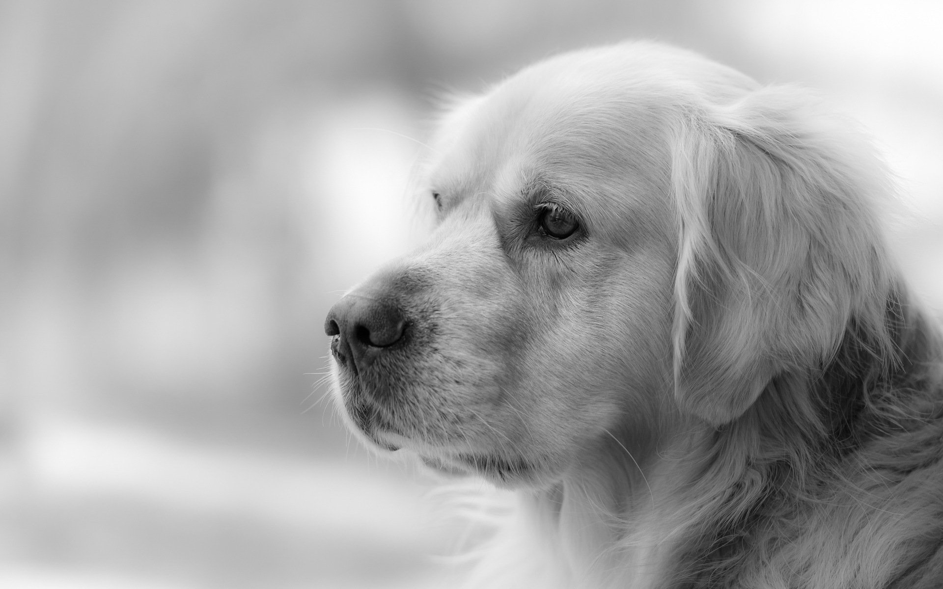 chien vue ami golden retriever