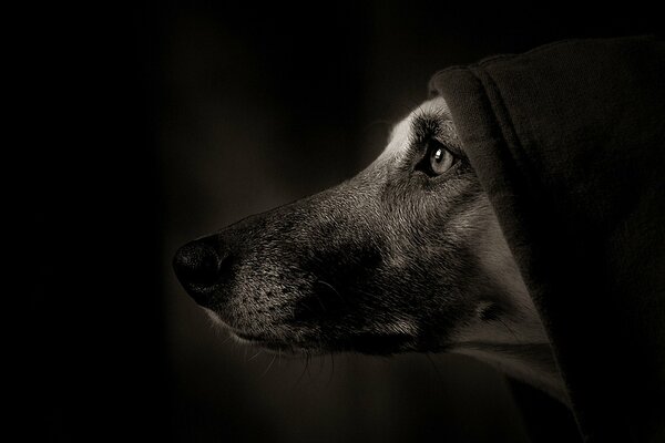 Partie du museau du chien sous une capuche noire