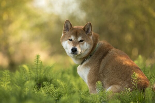 Le regard d un ami dévoué de Hachiko