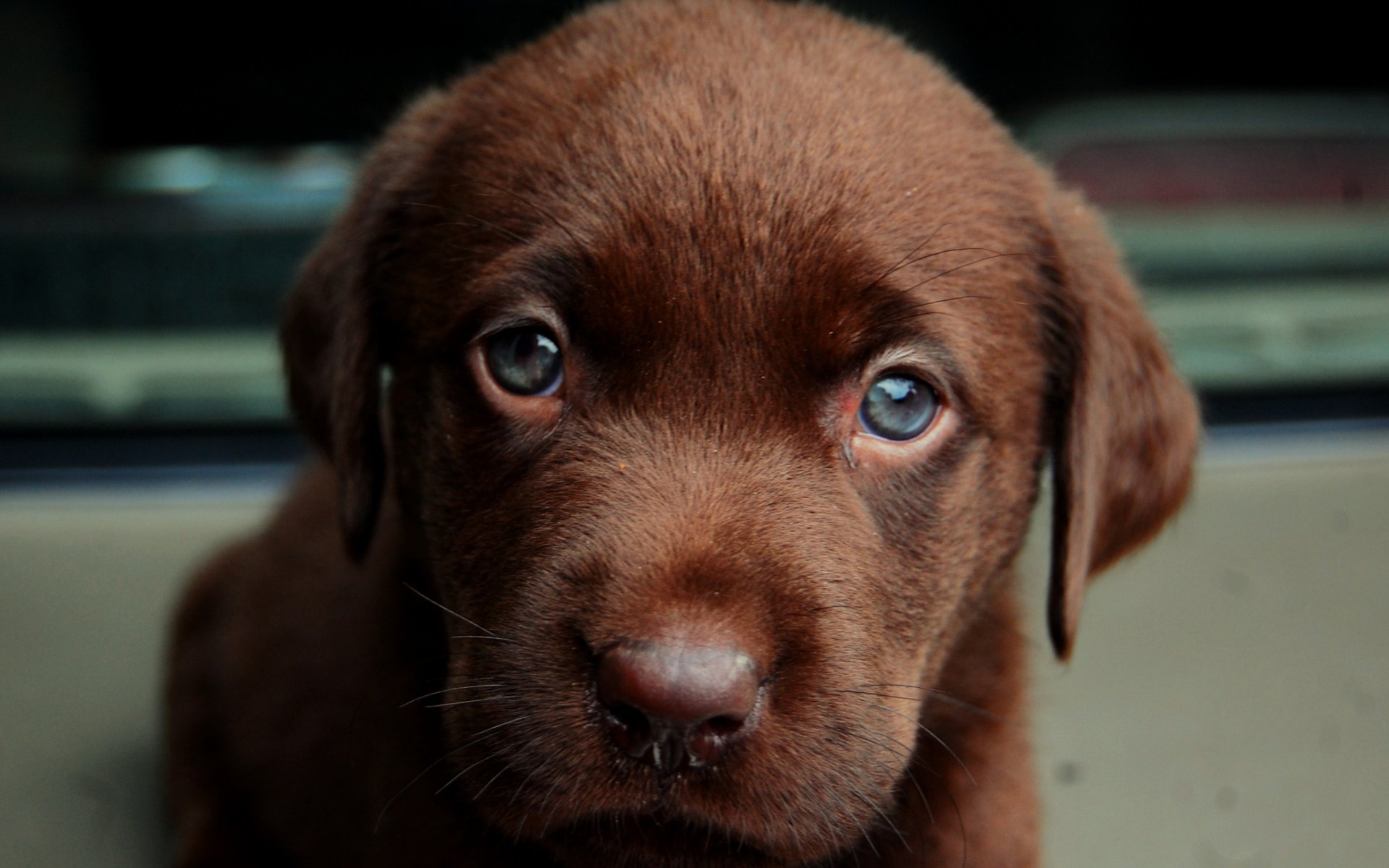 chien chien chiot