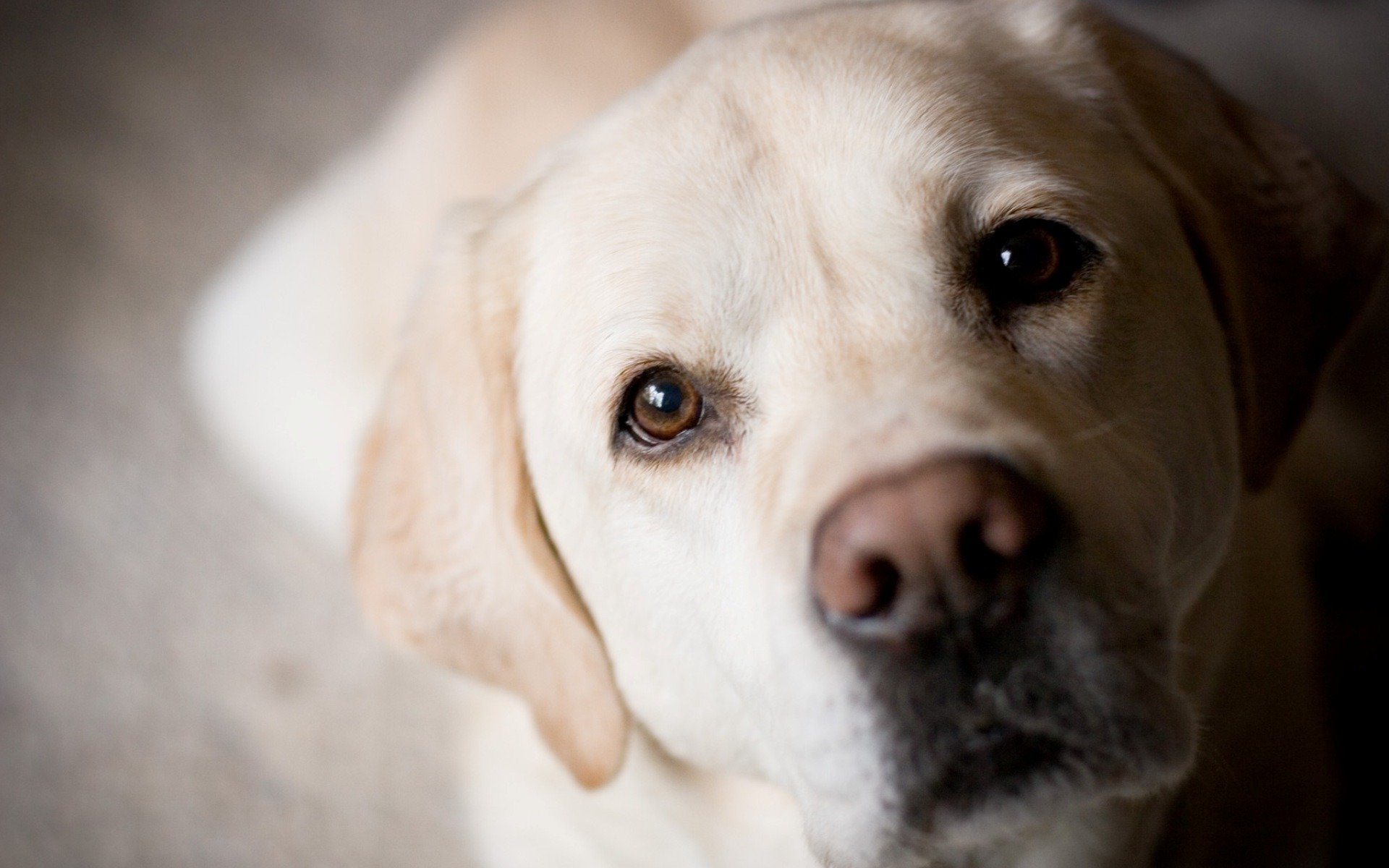 chien doré labrador retriever museau yeux nez