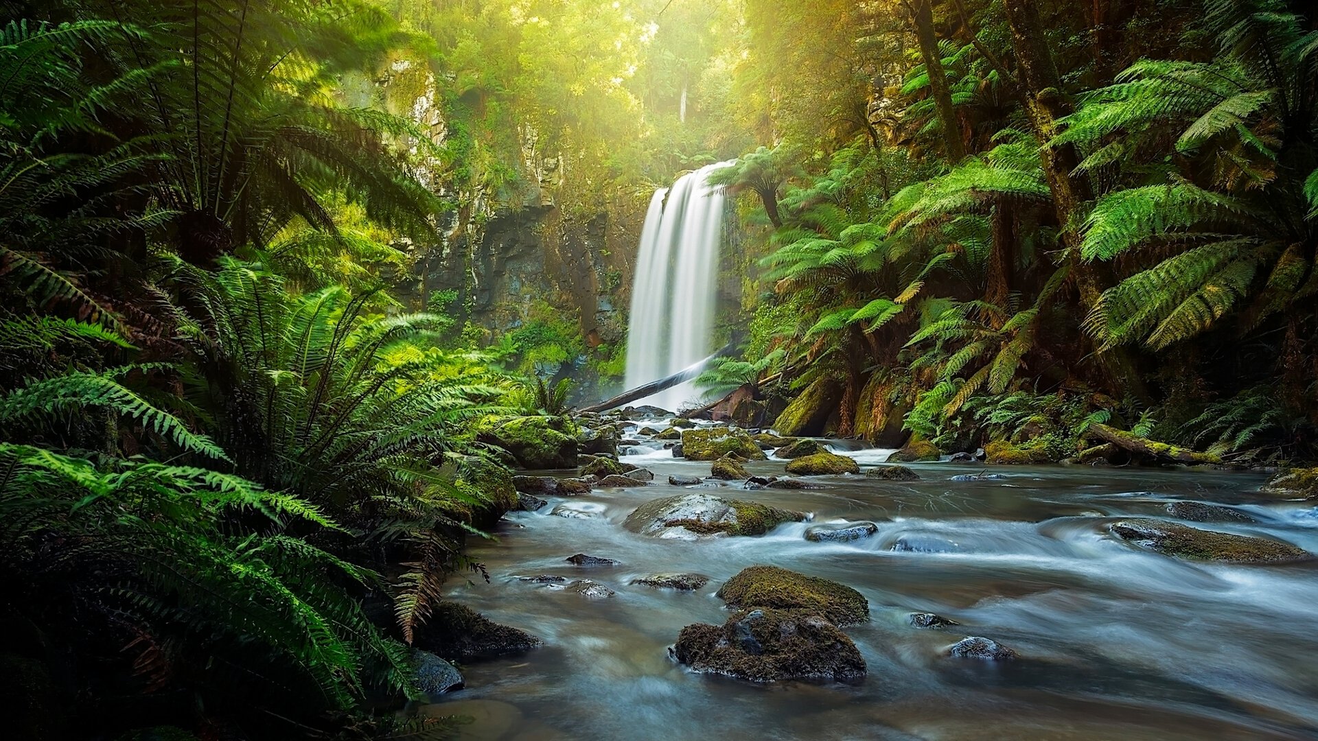 hopetoun falls aire river great otway national park dans otways victoria australie cascade rivière forêt fougère