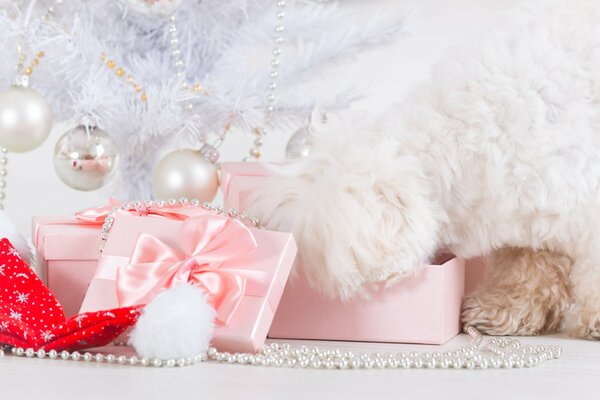 Cadeaux en rose tendre pour le nouvel an
