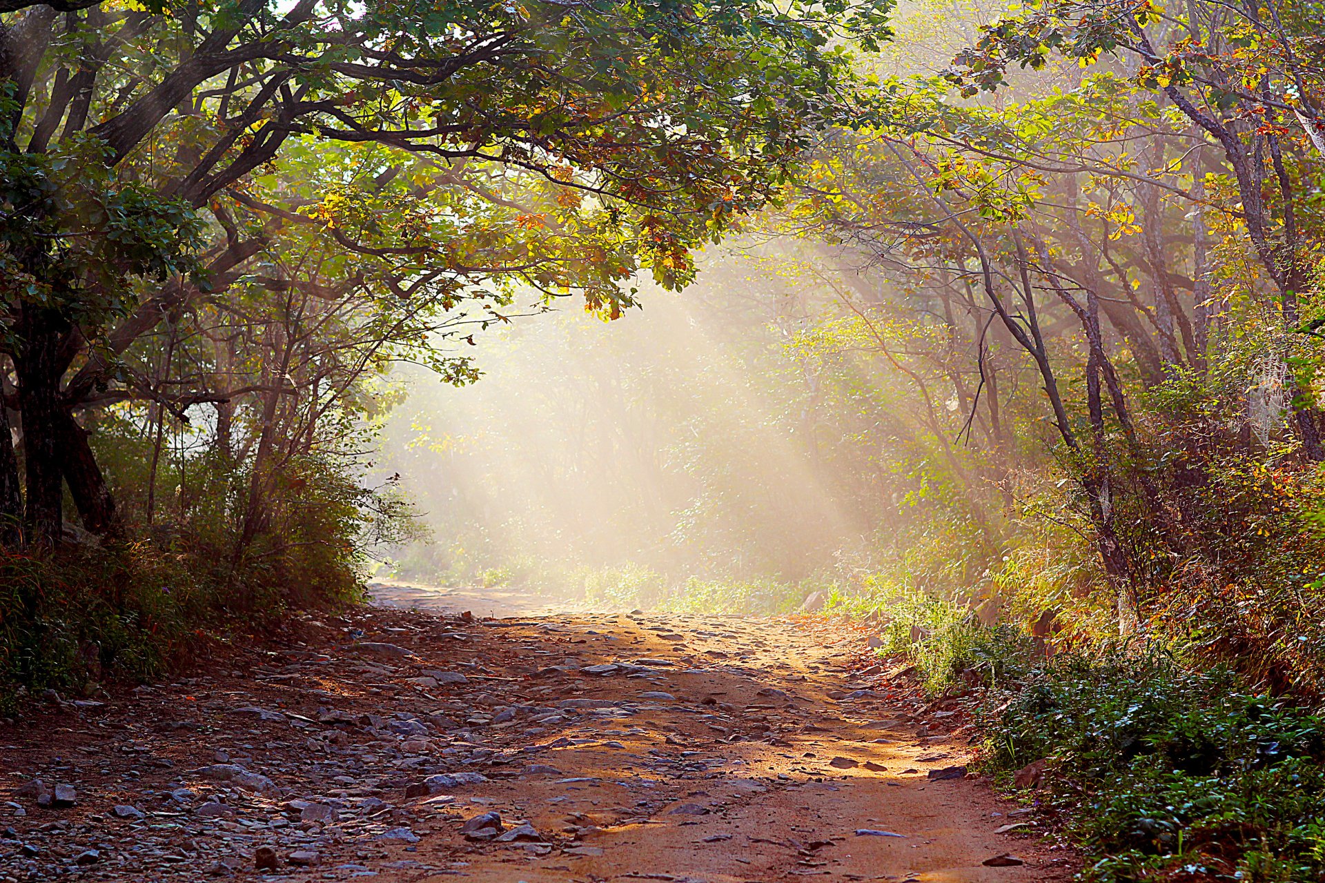forêt rayons de lumière route brouillard nature photo