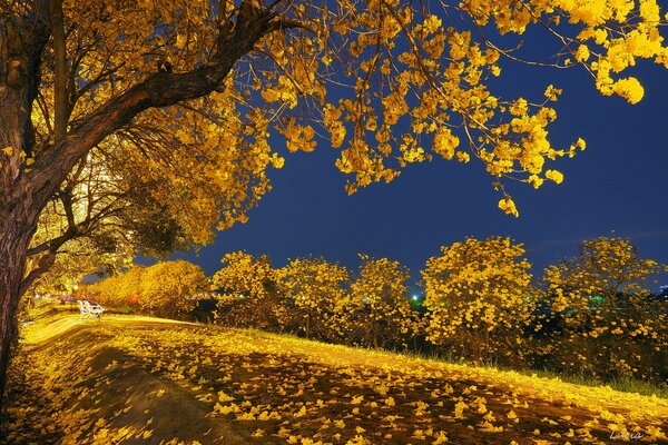 Parc d automne avec des feuilles jaunes