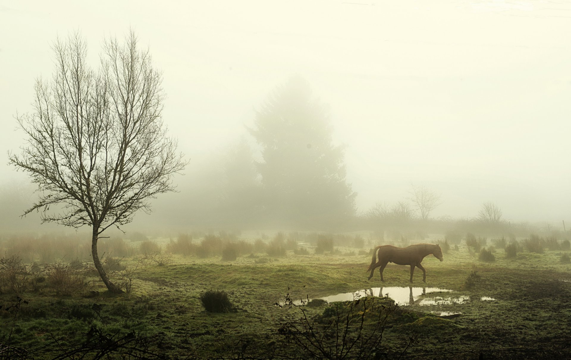 matin brouillard arbres flaque d eau cheval