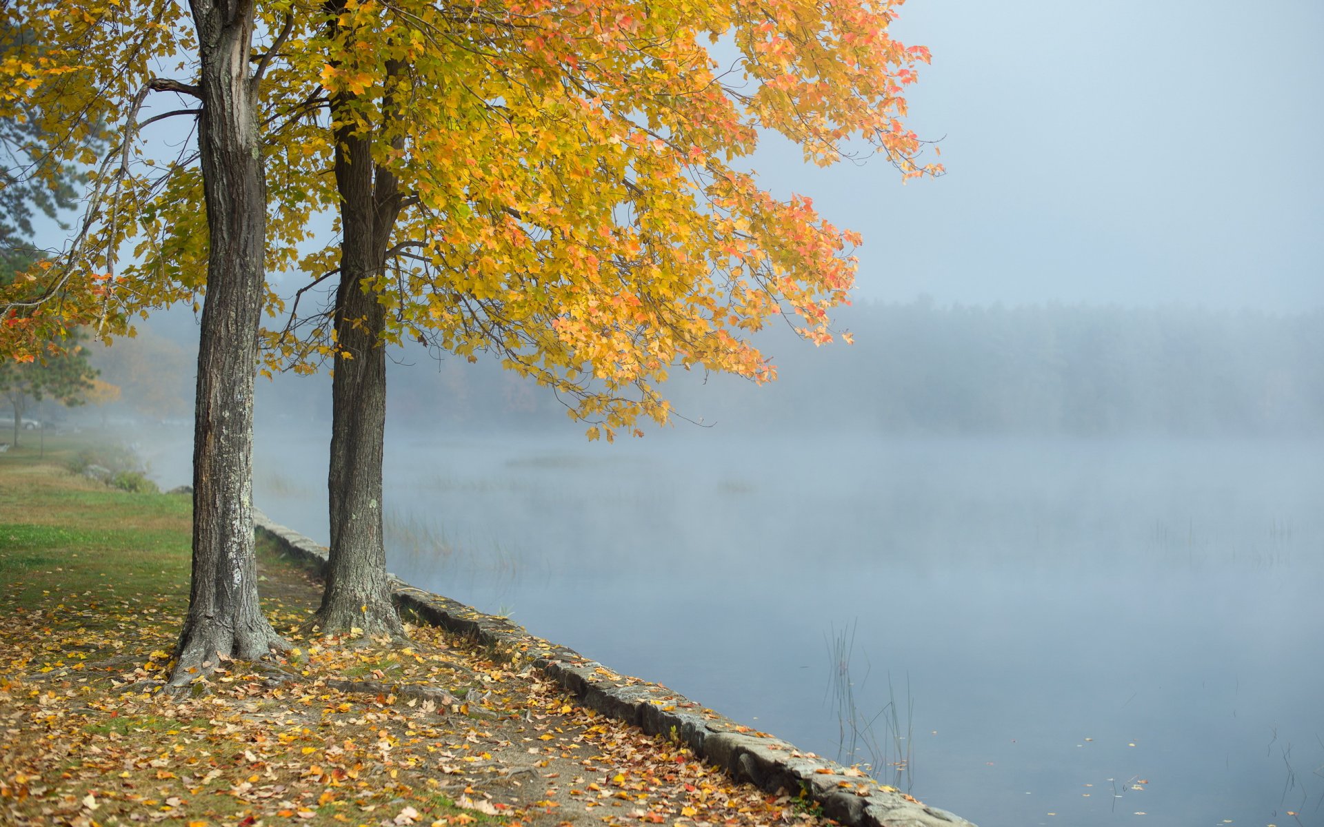 matin lac brouillard arbre paysage