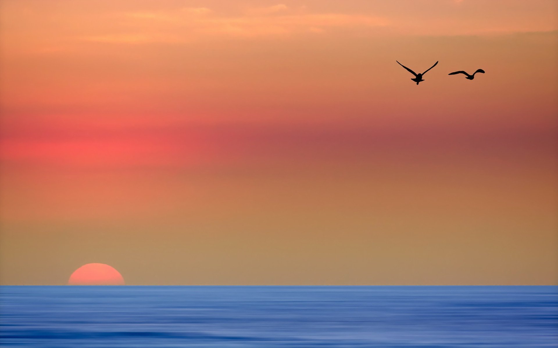 mer coucher de soleil oiseaux paysage