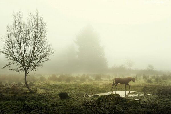 Un cheval se tient près d une flaque d eau dans le brouillard