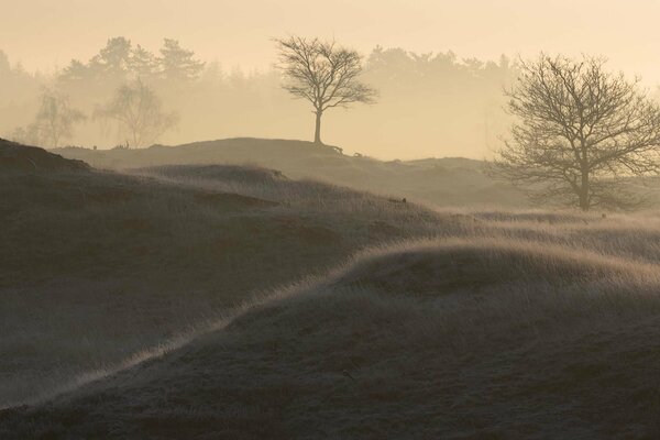 Matin brumeux dans la forêt