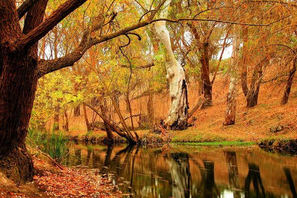 Nature automnale. Les arbres se reflètent dans la rivière