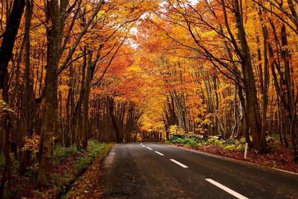 Paysage d automne sur le chemin de la forêt