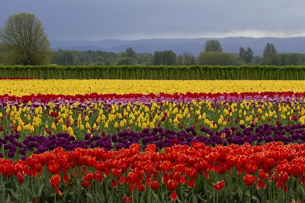 Champ de Tulipes fleurs d été