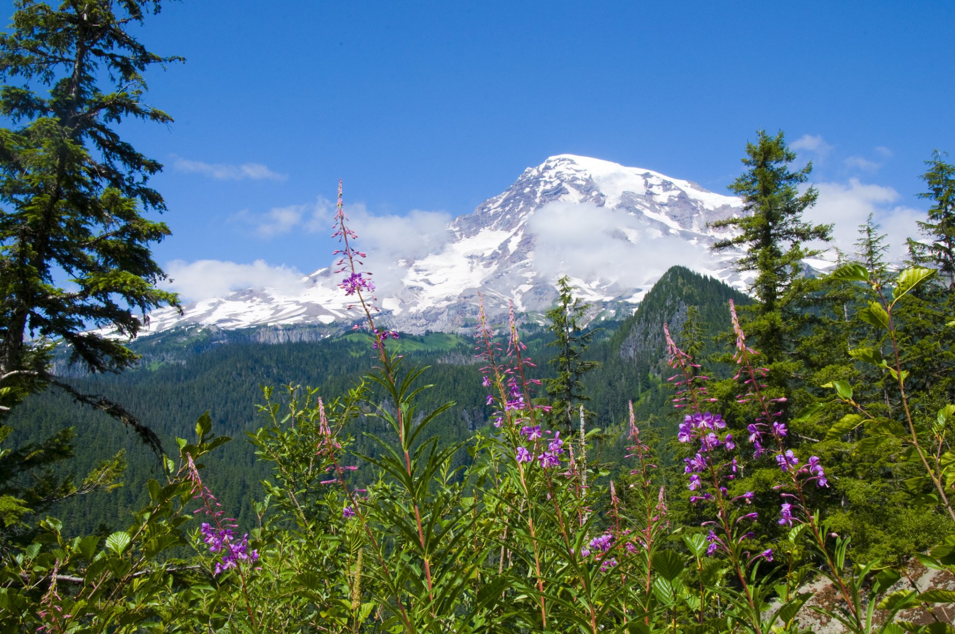mont rainier parc national du mont rainier fleurs forêt montagnes