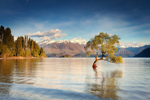 Plan d eau du matin et arbre au milieu du lac Unaka en Nouvelle-Zélande