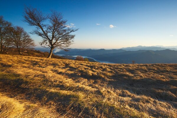 Paysage de montagne avec des arbres sur l herbe