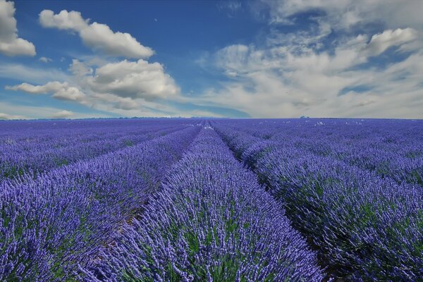 Provence. Champ de lavande en France