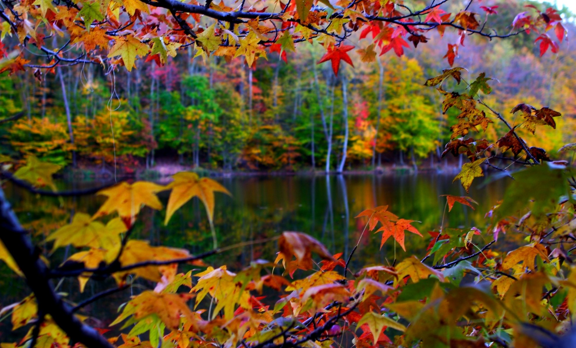 paysage nature feuilles automne gros plan