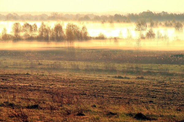 Paysage de champ dans le brouillard du matin
