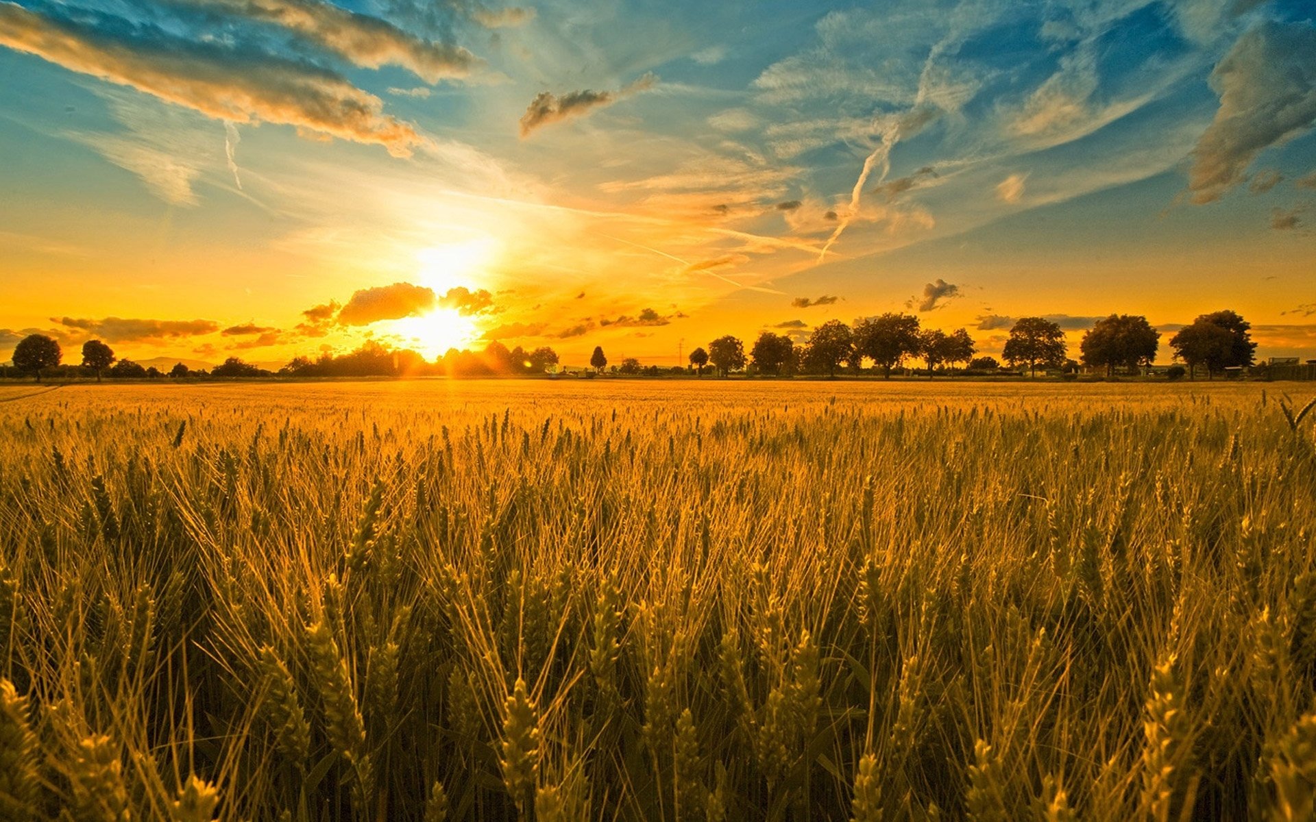champ épis arbres coucher de soleil ciel nuages