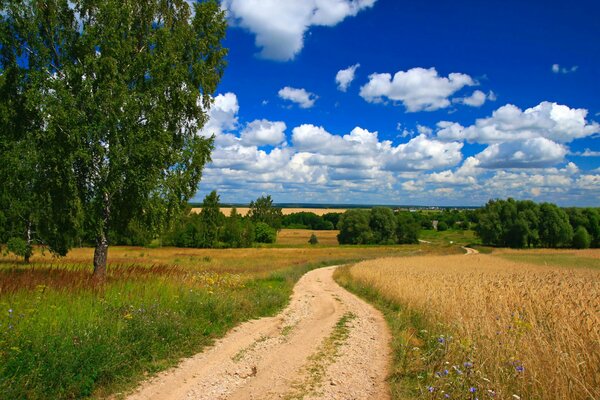 Beau paysage d été de la route de campagne dans le domaine