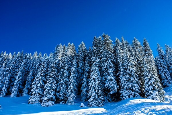 Paysage d hiver avec des arbres enneigés