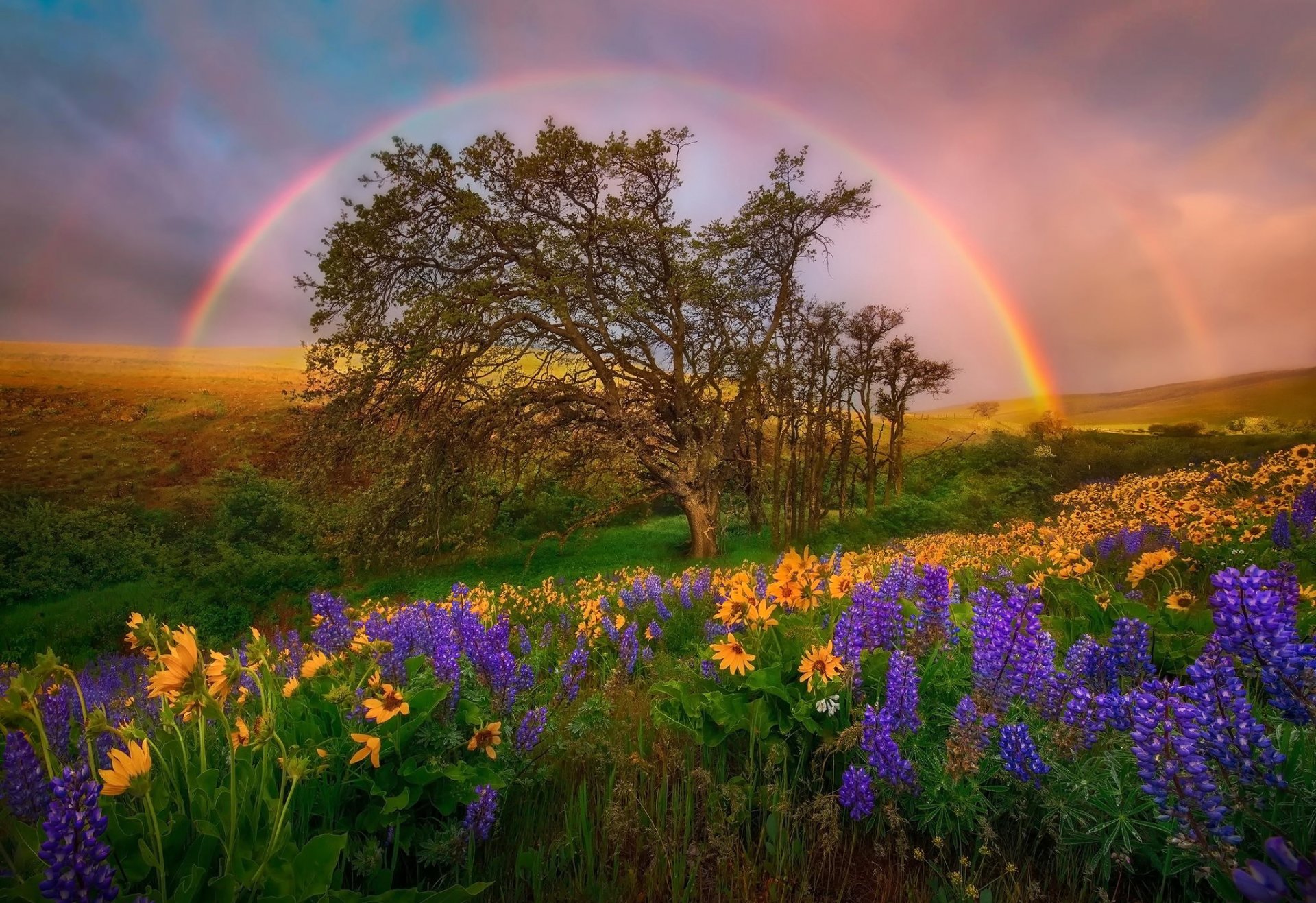 états-unis état de washington dc parc national fleurs lupins clairière collines arc-en-ciel ciel