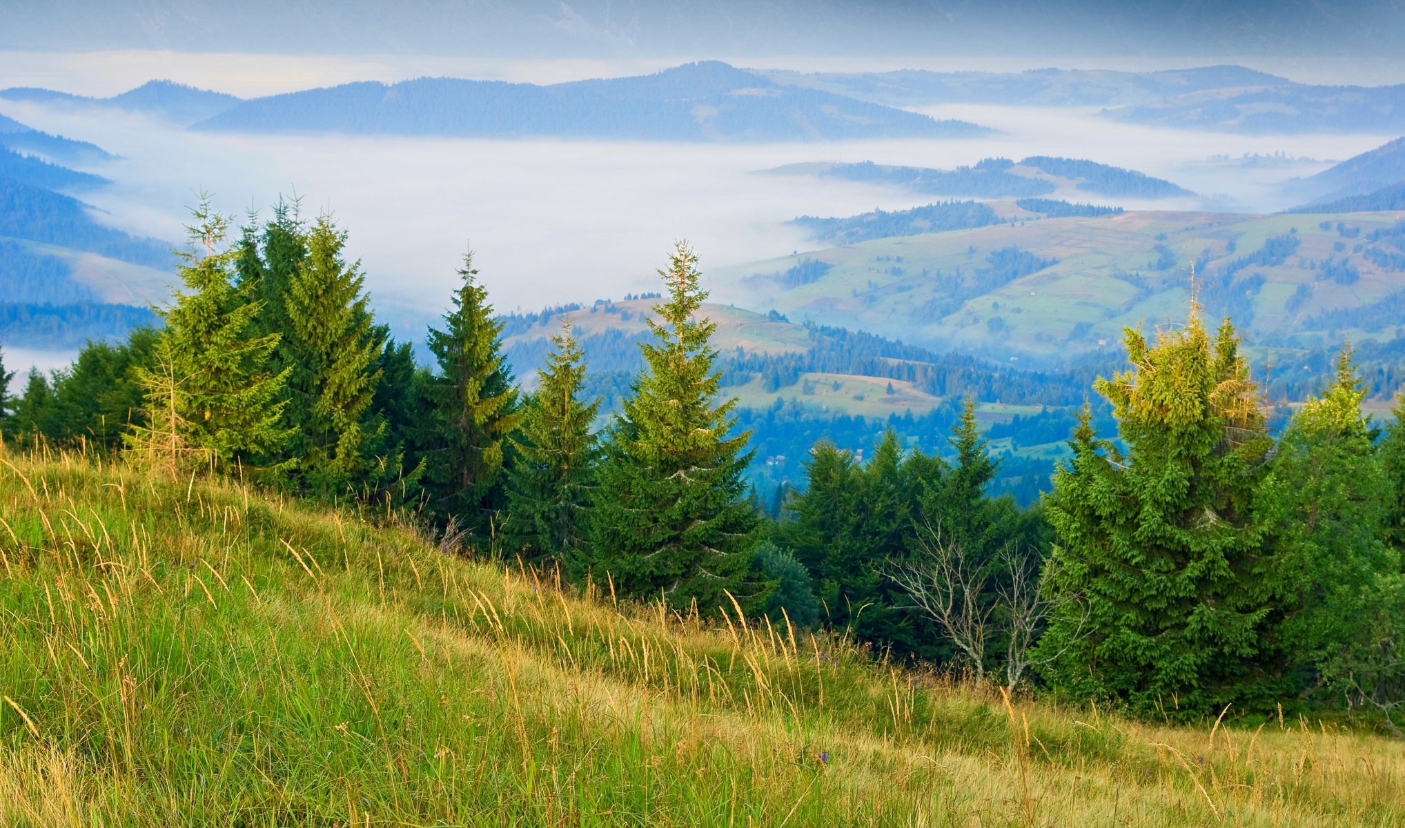 collines brouillard herbe