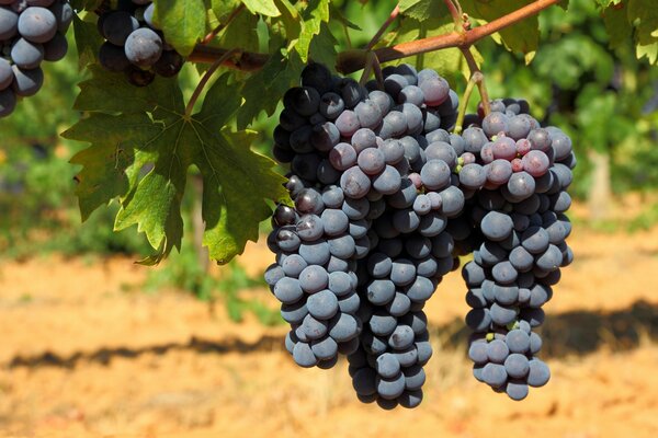Raisin bleu dans le Sud