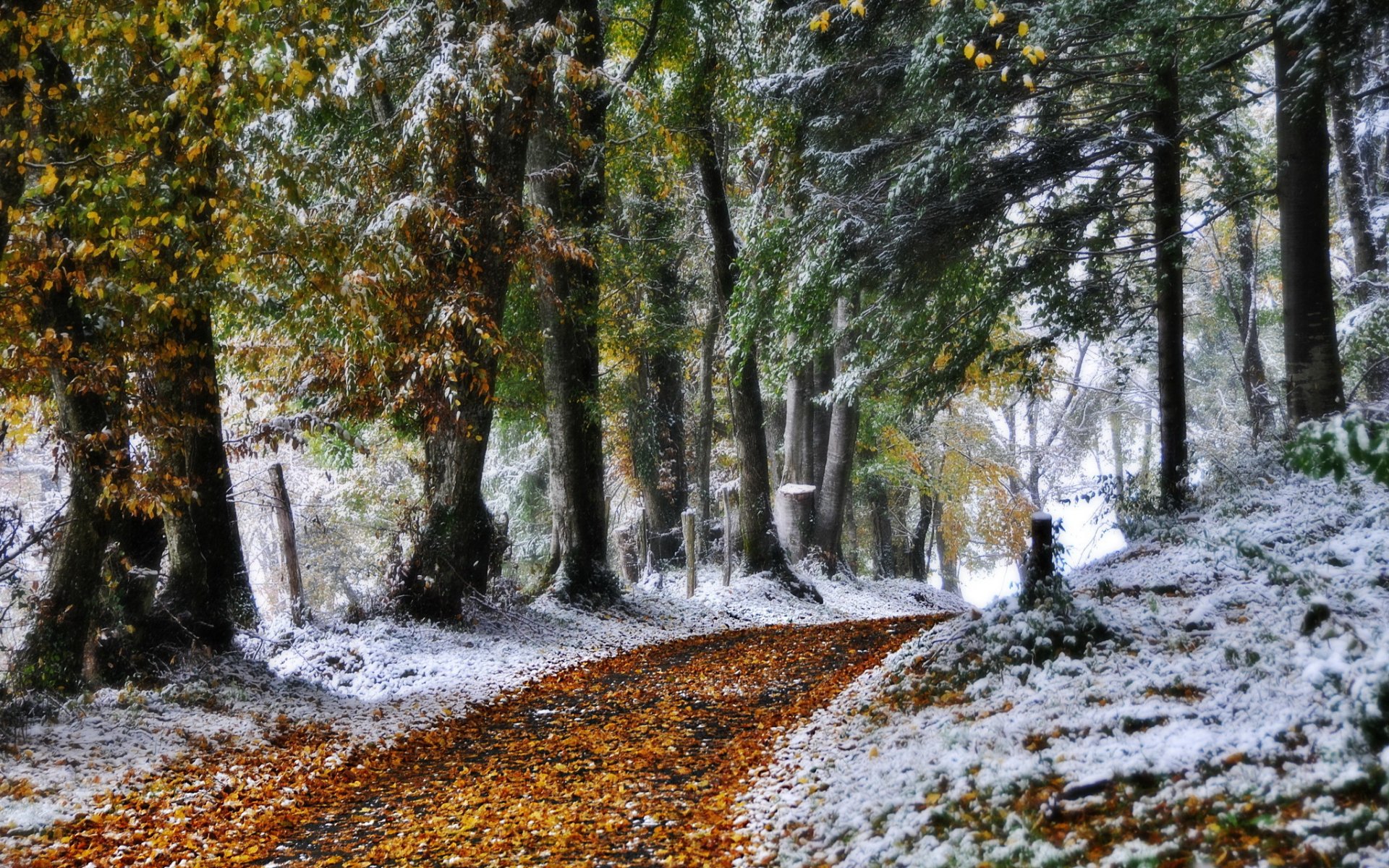 hiver route nature photo