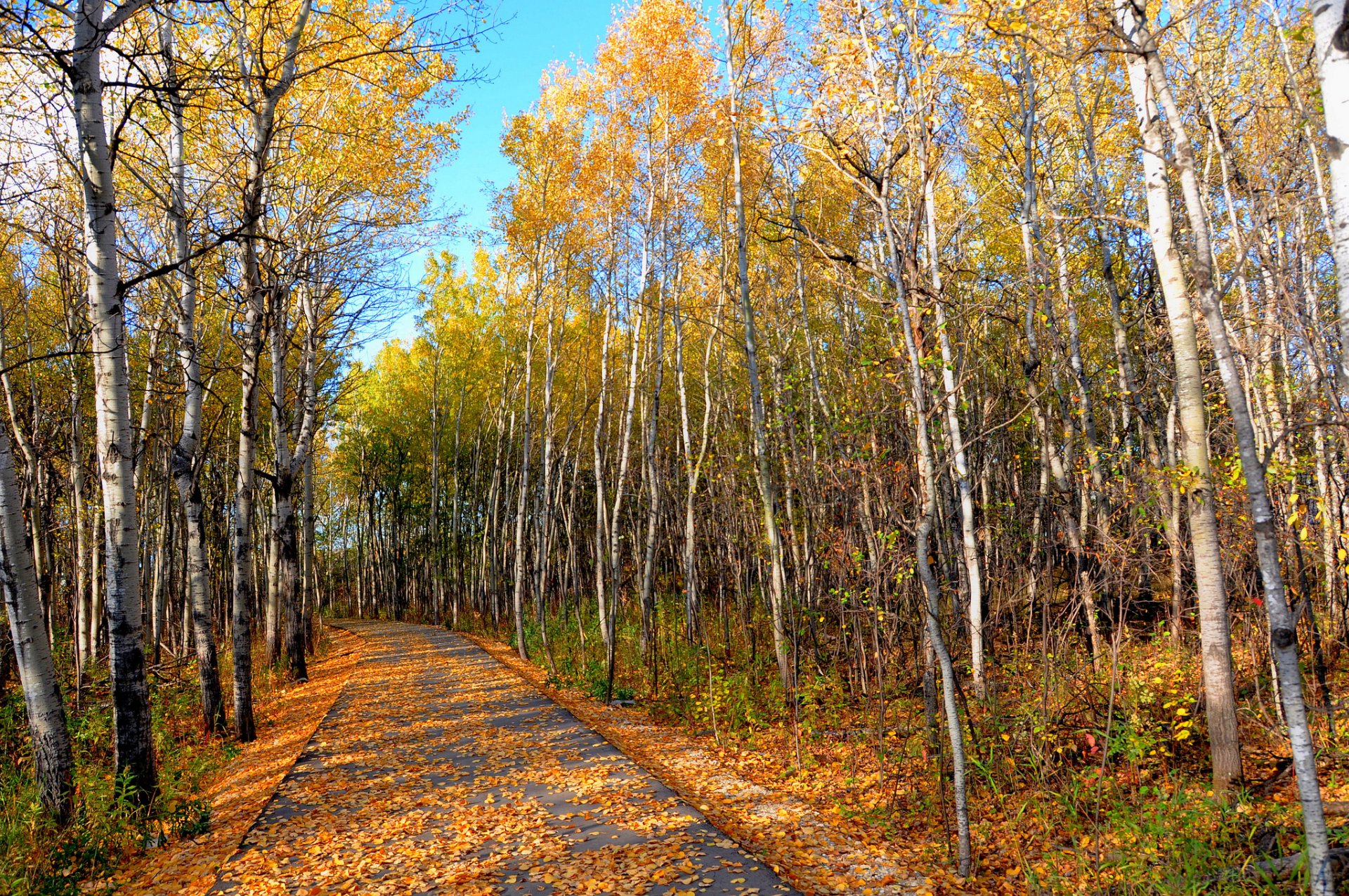 ciel parc forêt bosquet automne feuilles arbres route
