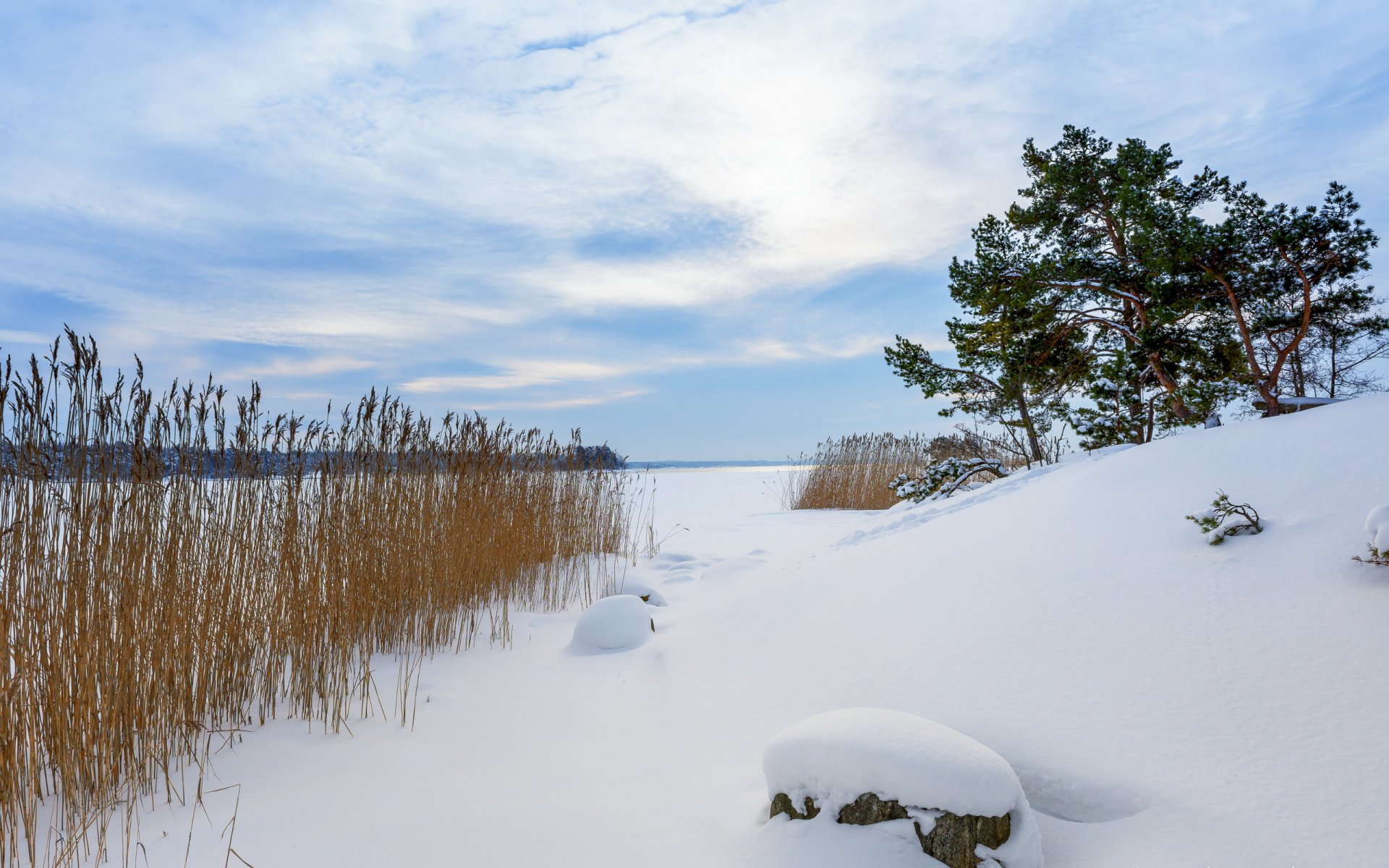 hiver neige roseaux