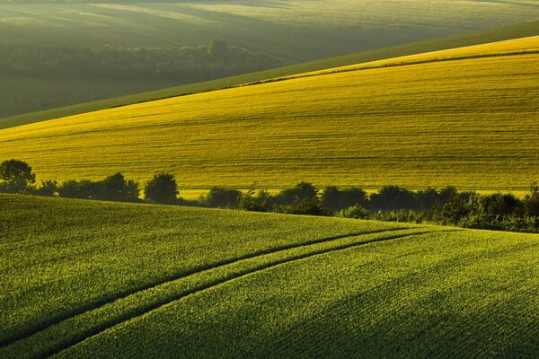 Matin d été sur fond de paysage de campagne