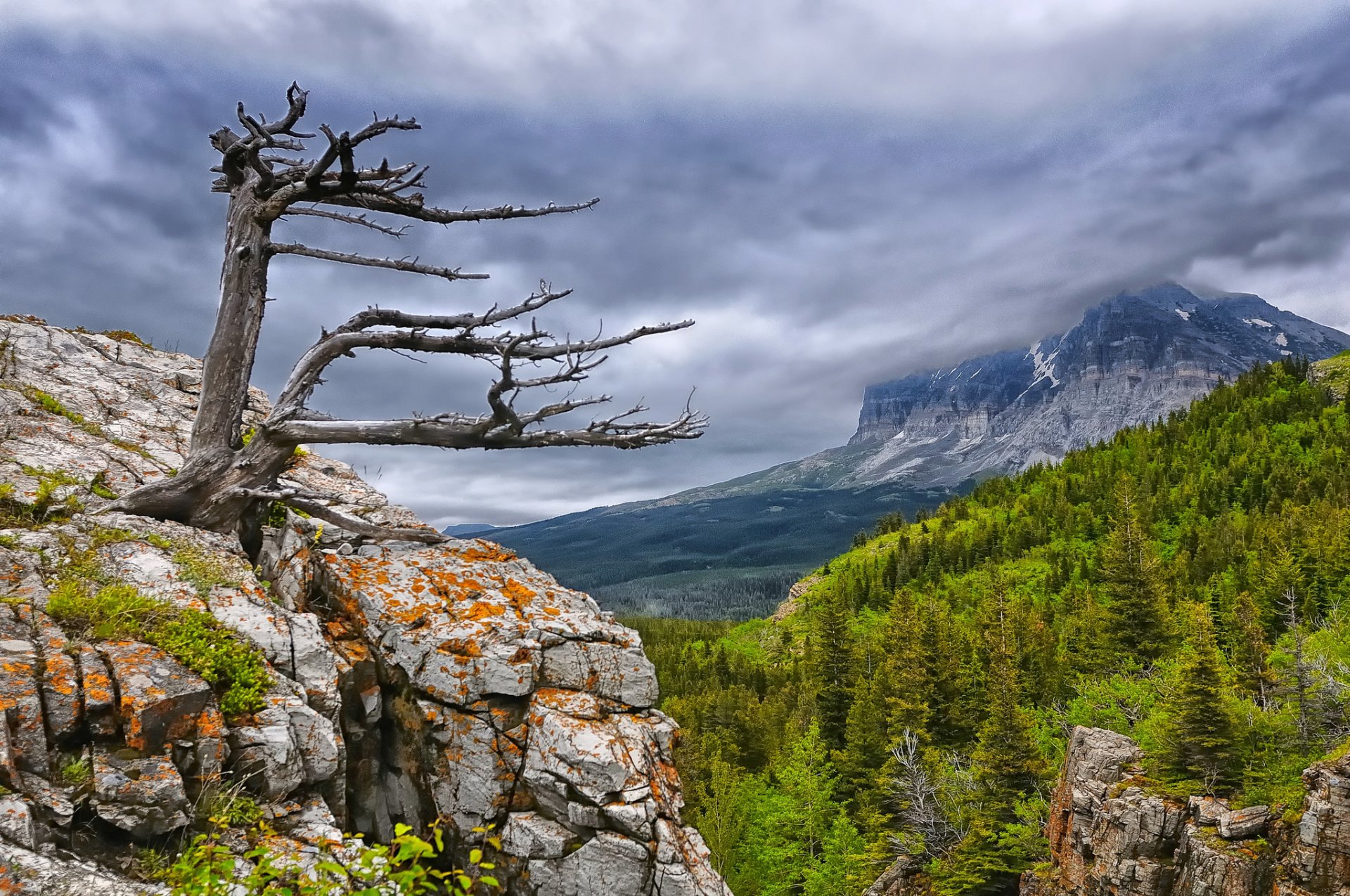 parc national des glaciers montagnes bois forêt