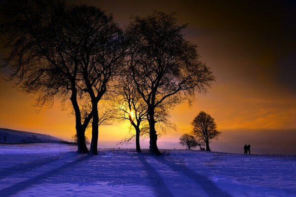 Incroyable coucher de soleil sur fond de deux arbres